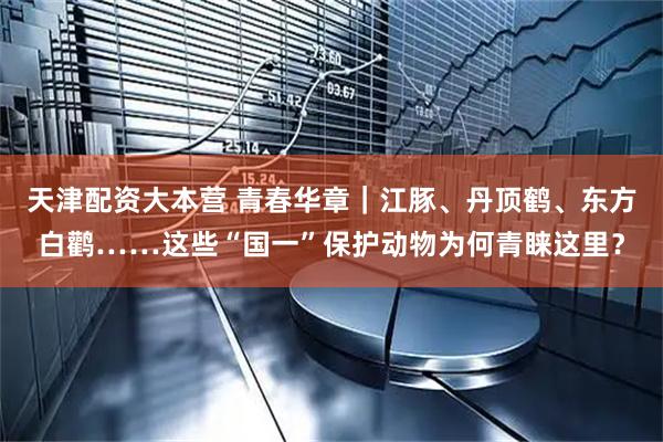 天津配资大本营 青春华章｜江豚、丹顶鹤、东方白鹳……这些“国一”保护动物为何青睐这里？